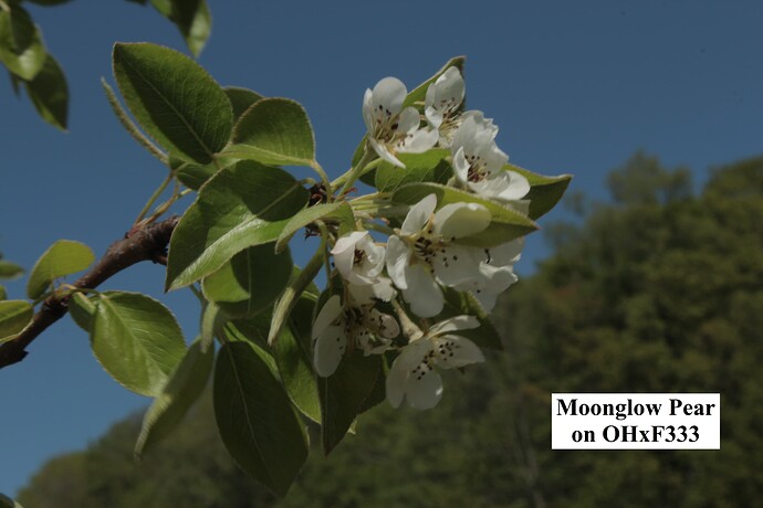 Moonglow Pear (1)