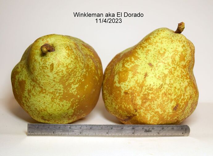 Winkleman aka El Dorado 1RS