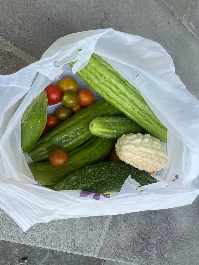 white bitter melon