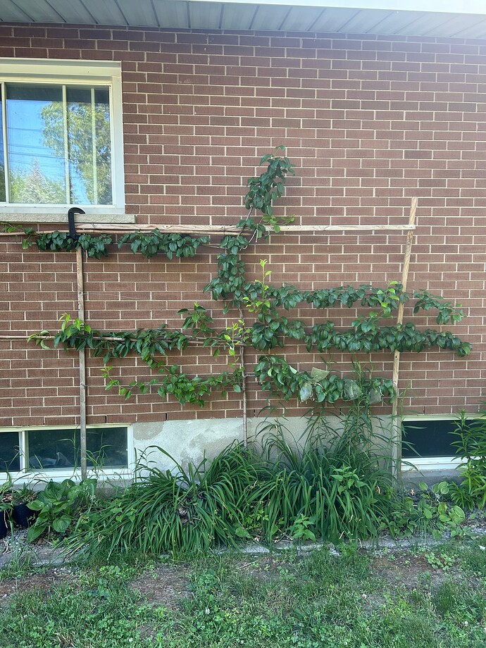 poirier espalier