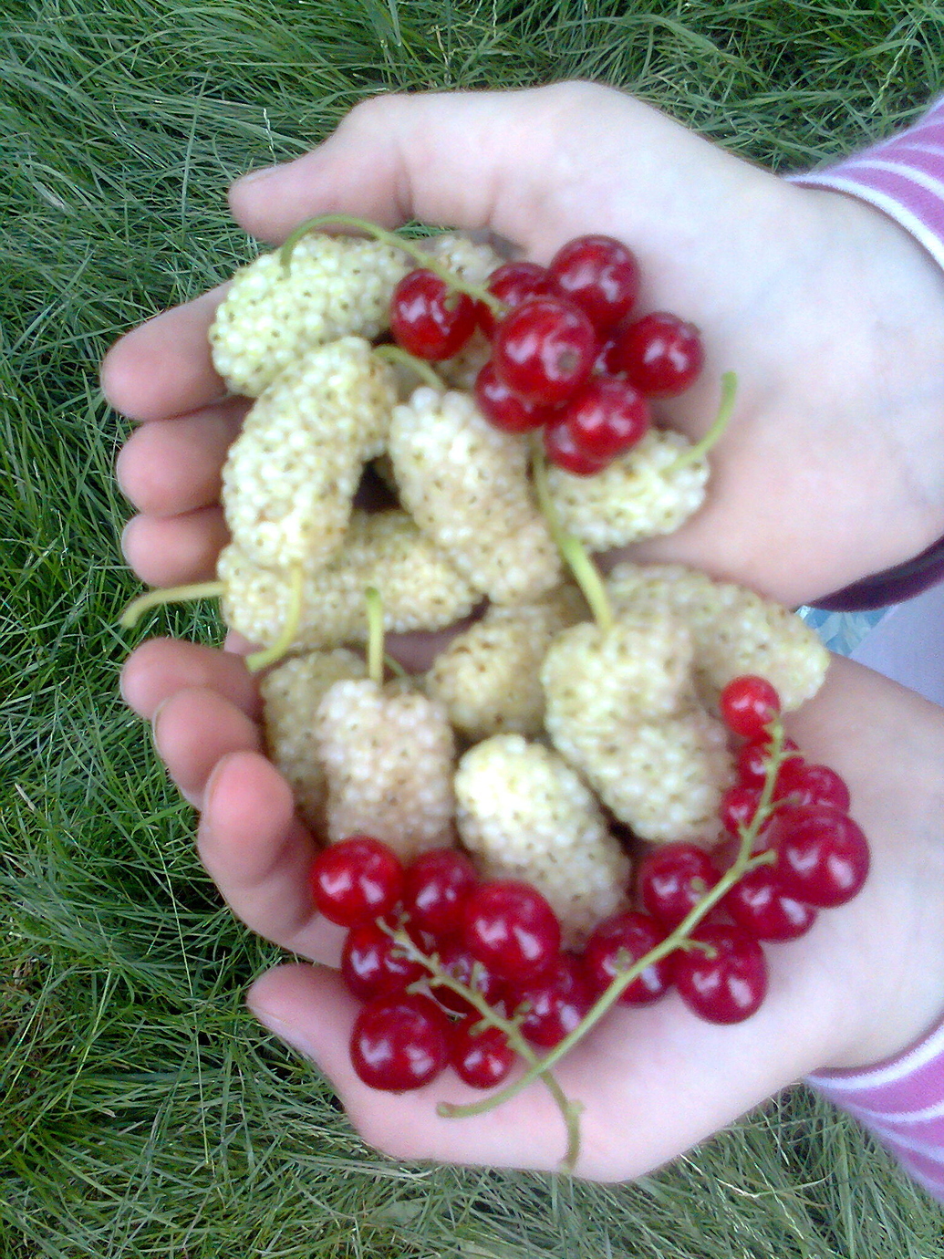 Pakistan Mulberry in Zone 7 possible? (+ trying &amp; growing