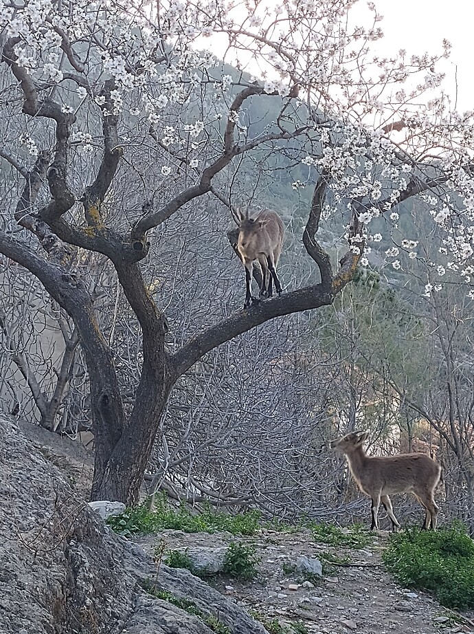 IMG_20250211_171747453