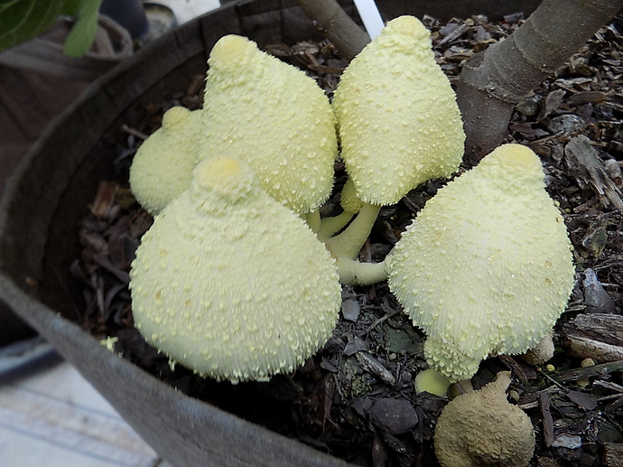 yellow%20mushroom%20003