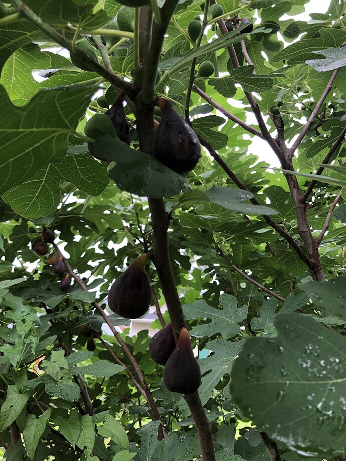 Reservoir_fig_branch_07-29-2021