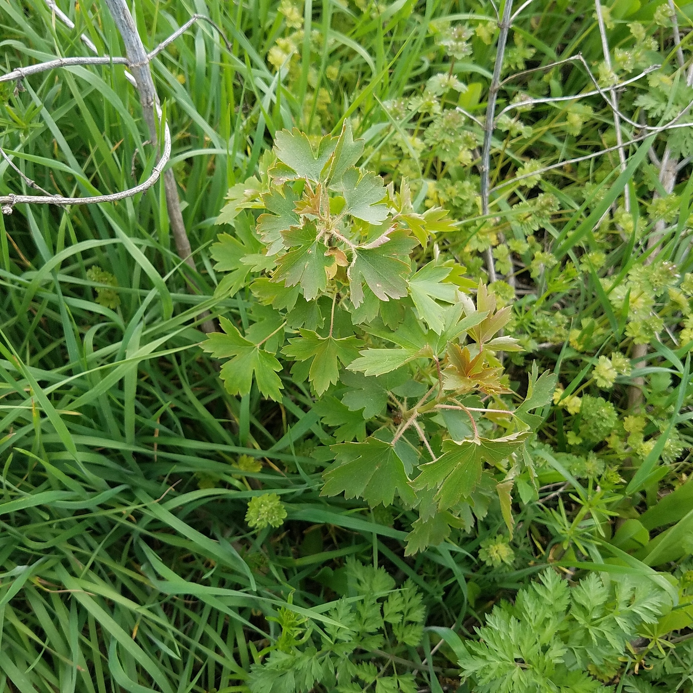 Clove currants great smelling blooms & delicious fruit! General