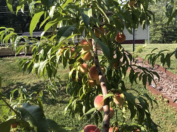 Peach