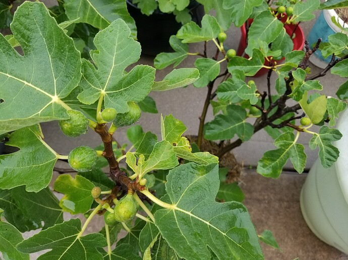 1625950387627838328862108681211