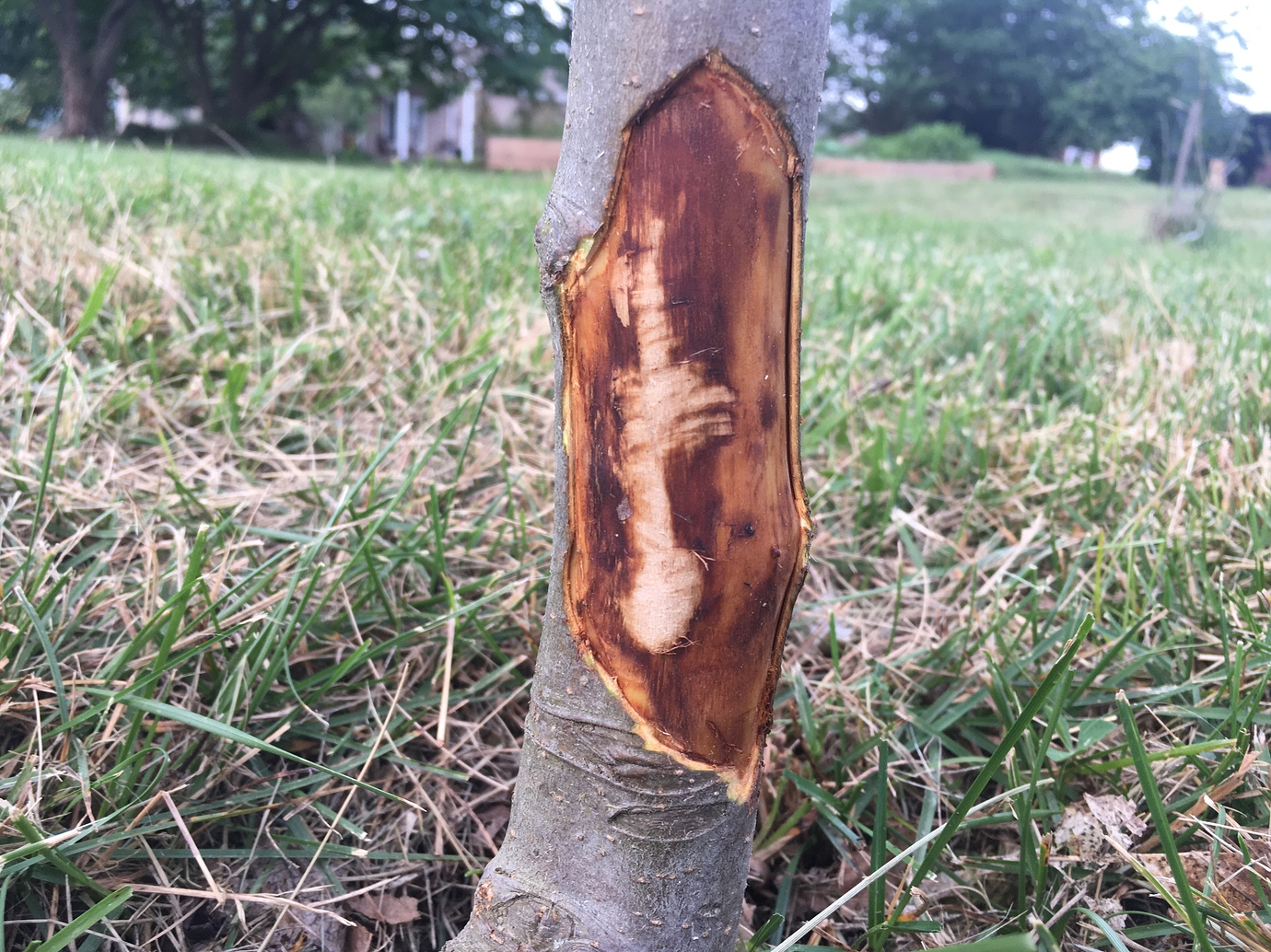 Damage to Apple Tree General Fruit Growing Growing Fruit