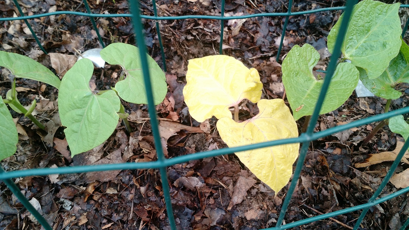 Are there pole beans with yellow leaves? General Gardening Growing