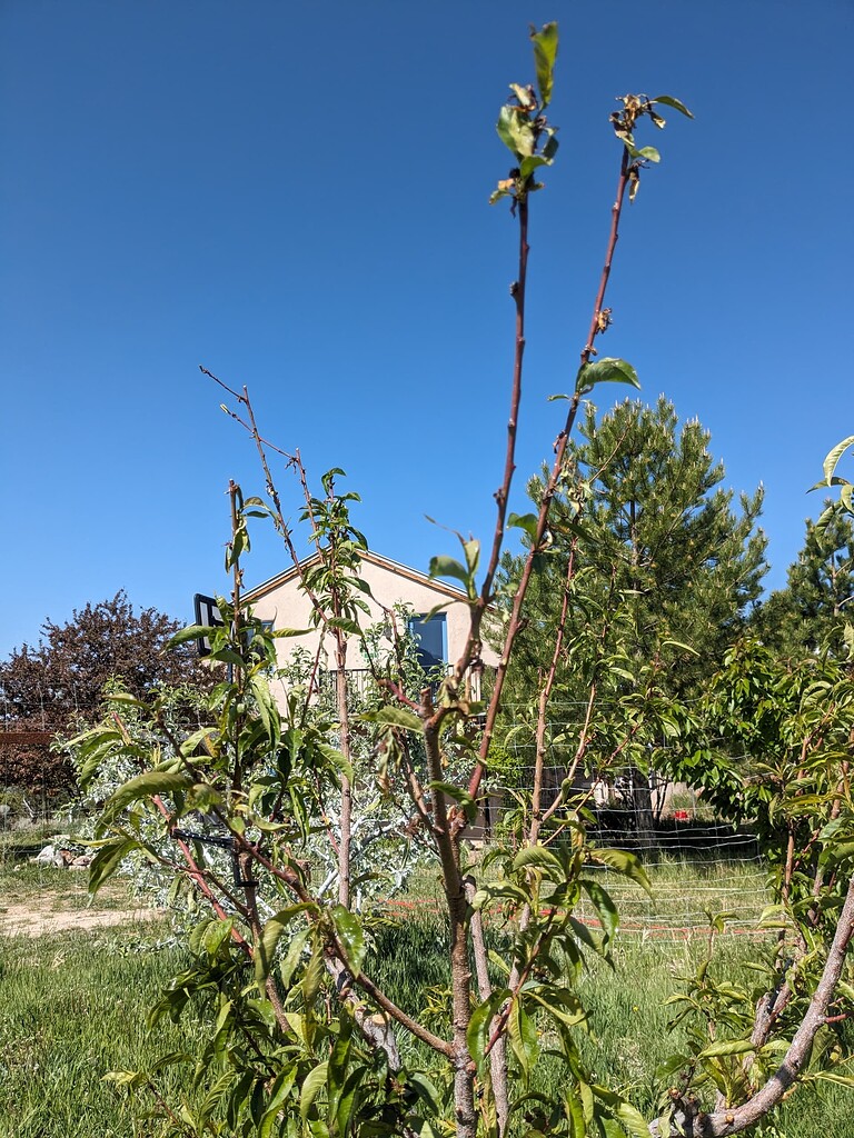 My 5 year old nectarine seems to have a problem General Fruit Growing