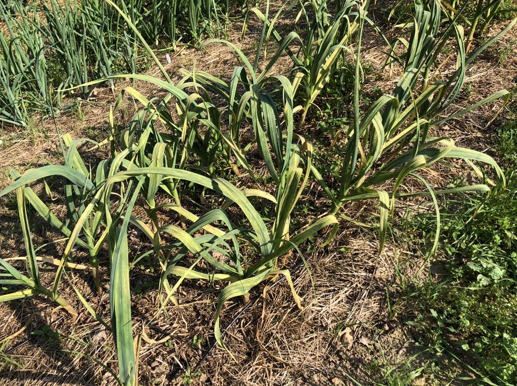 Garlic issues General Gardening Growing Fruit