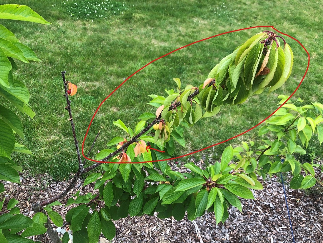 Cherry Tree Leaves Are Dying. Why? General Fruit Growing Growing Fruit