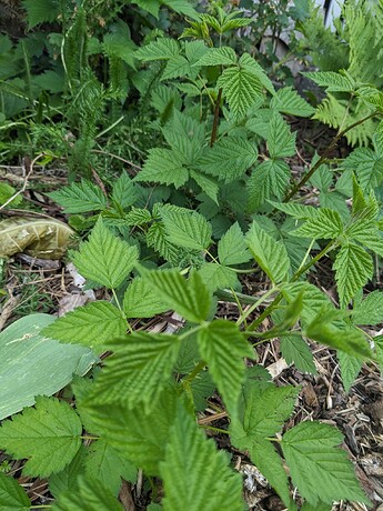 PXL_20240527_212950505