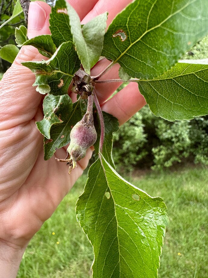 deformed apple fruitlet