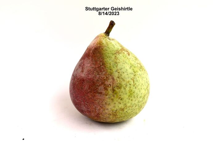 Stuttgarter Geishirtle_8_14_23_RSC001DSC_0029