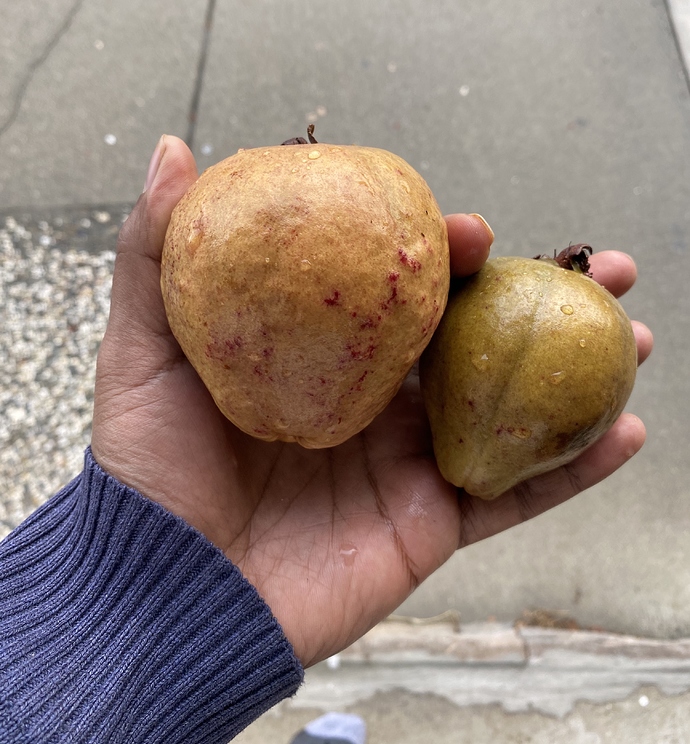 RedMalaysianGuava-20191208