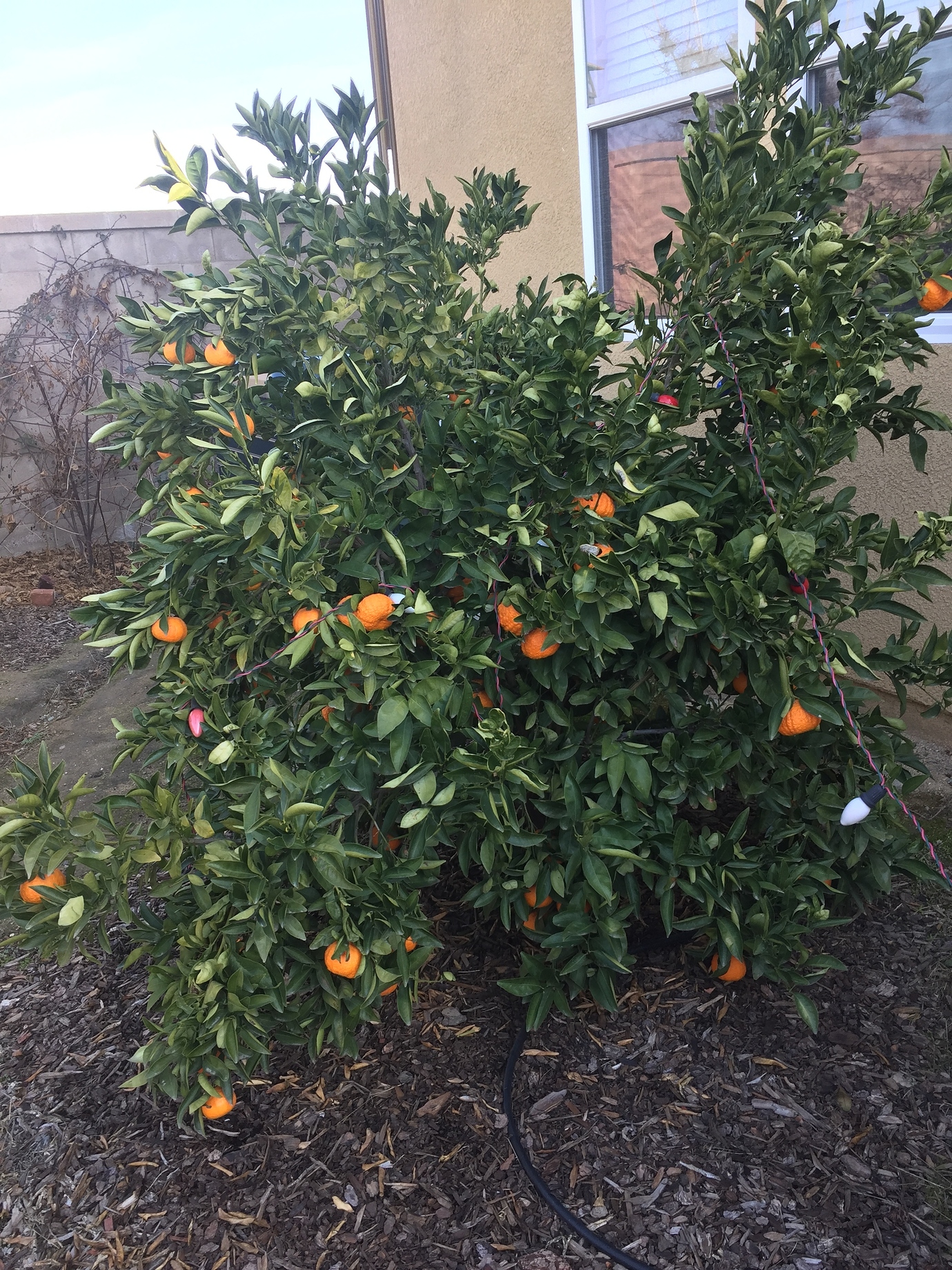 Rootstock for fullsized Mandarins General Fruit Growing Growing Fruit