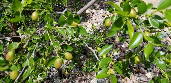 15315877320388076083114495670696