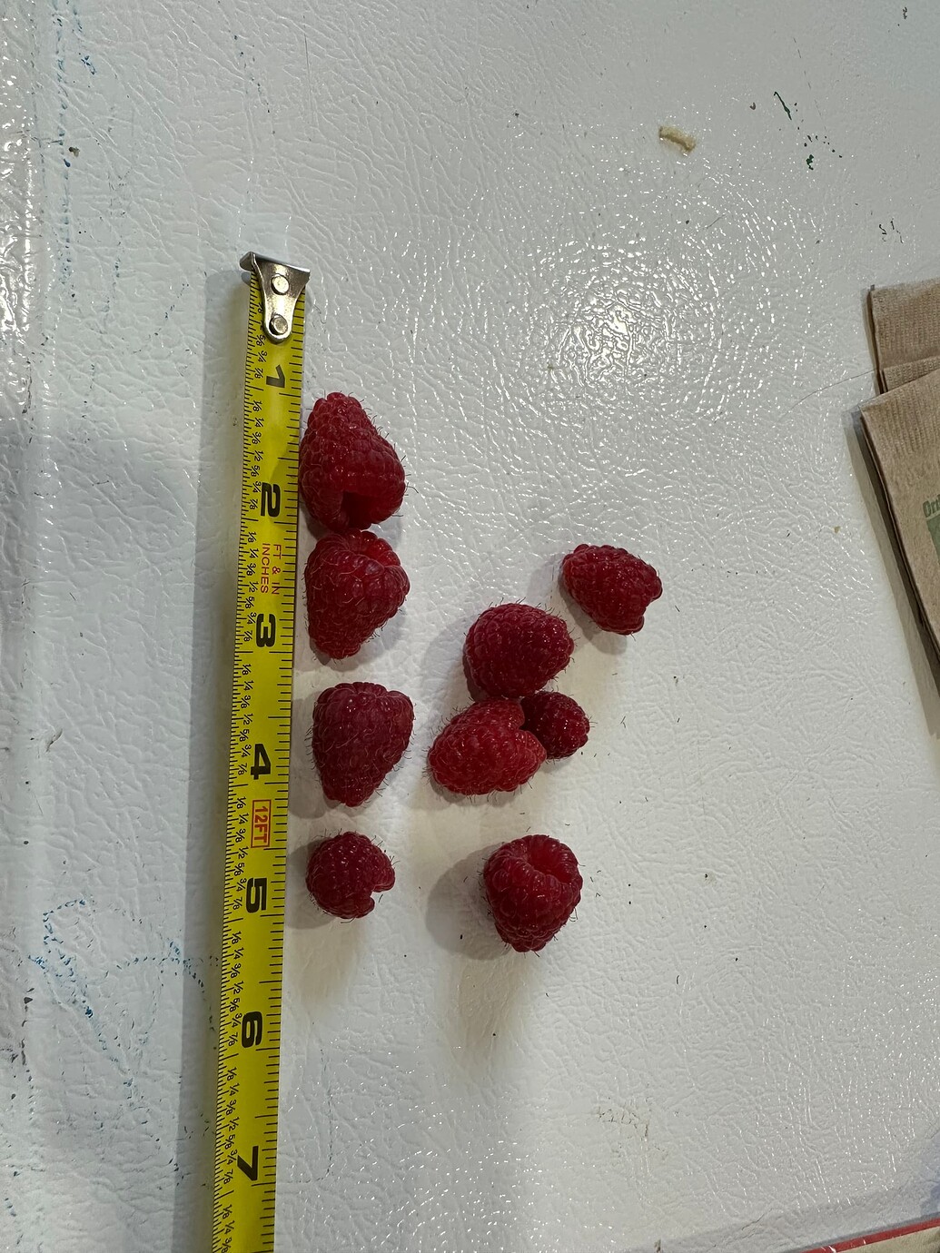 Joan J Raspberry review General Fruit Growing Growing Fruit