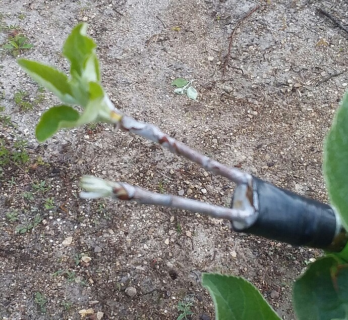 bark graft 20210501_073721