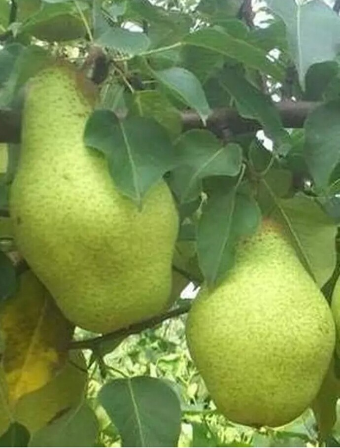 Screenshot_20240728_044902_eBay