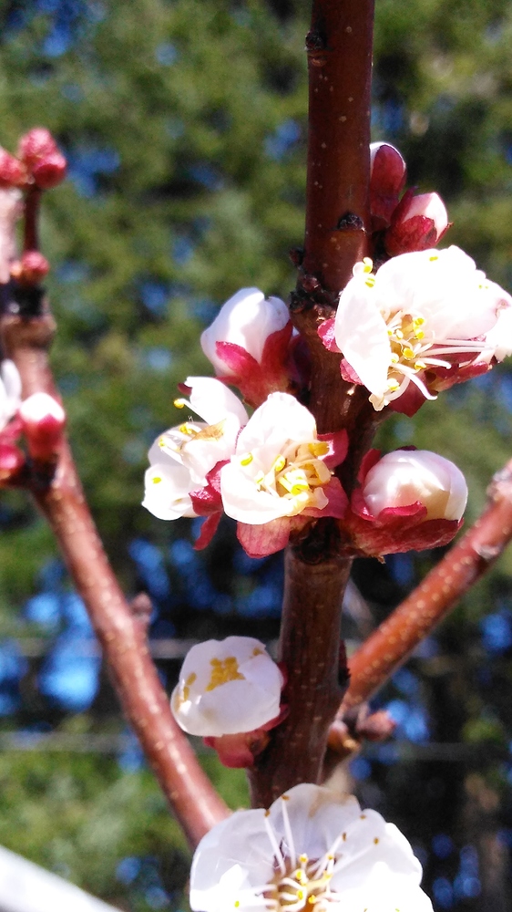 IMG_20180306_122008318