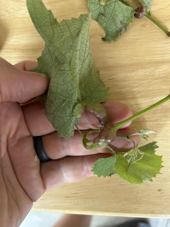 Grape 1