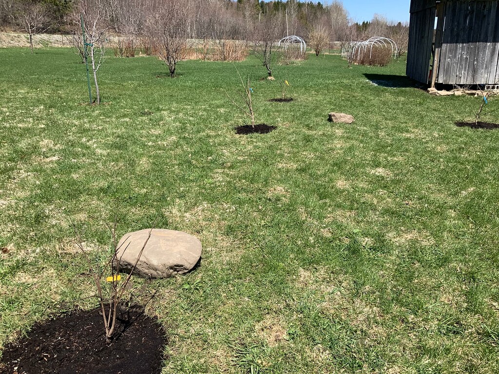What to do before putting fruit trees fertilizers in Québec? General