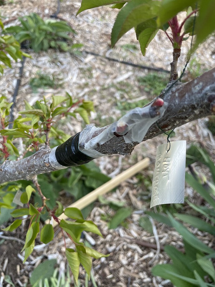 graft3