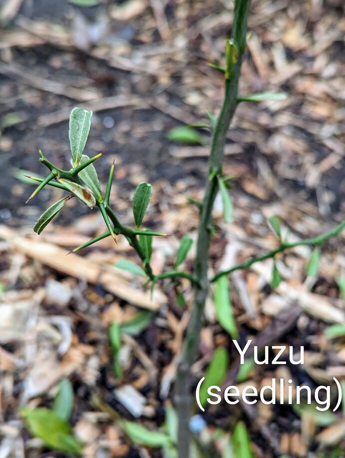 PXL_20240205_170055687~2