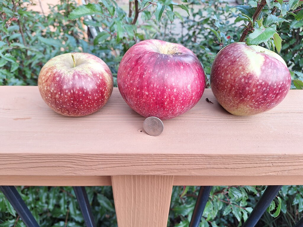 Stayman apple growers Can you confirm the ID please? General Fruit Growing Growing Fruit