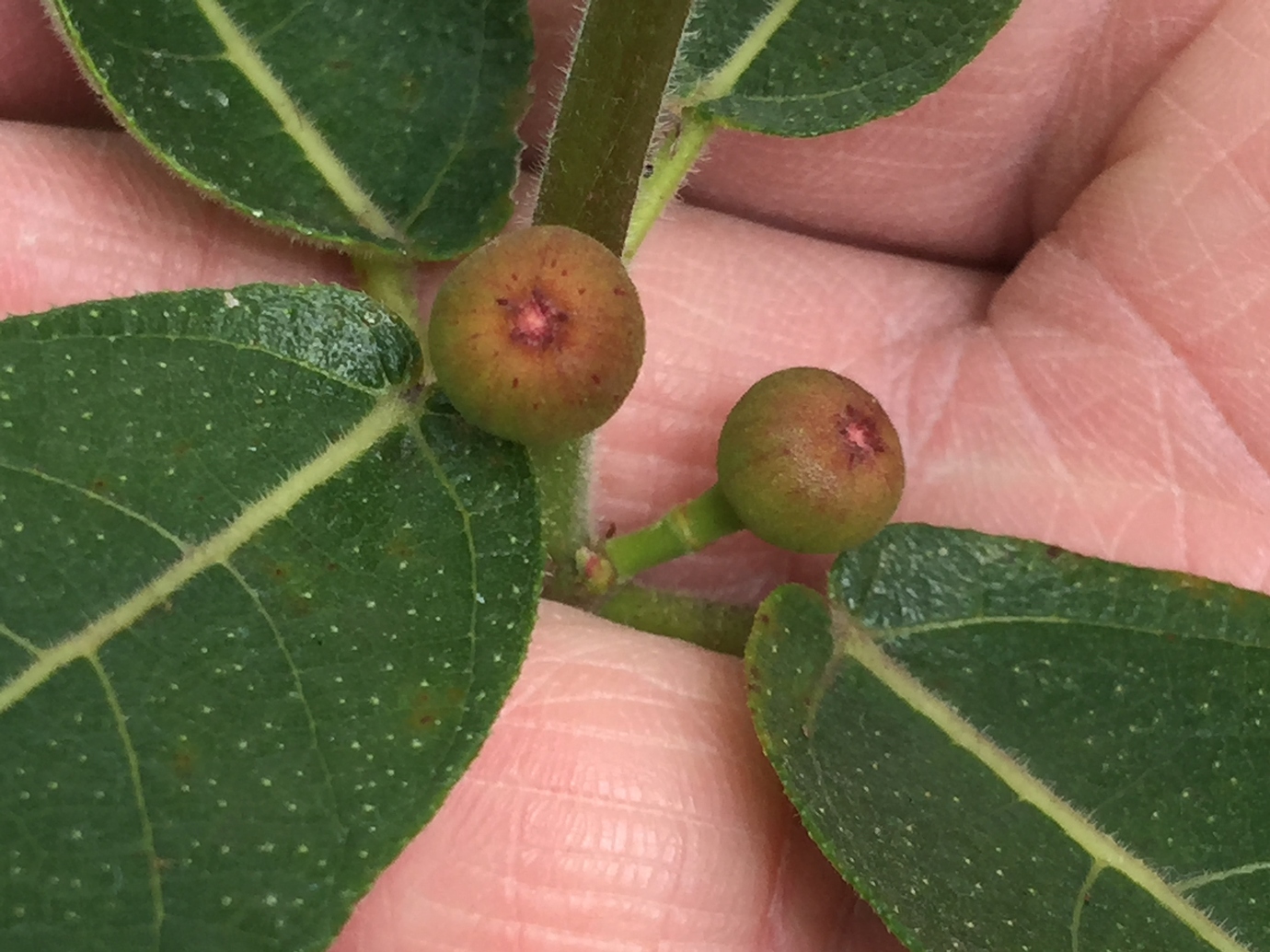 Sweet Sandpaper Figs General Fruit Growing Growing Fruit