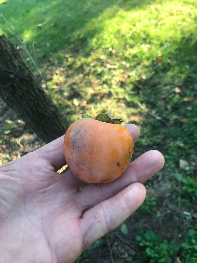 'Pierce F110' makes two differently shaping fruit xDiospyros  David K. Pierce 87.5% American to Kaki 12.5%