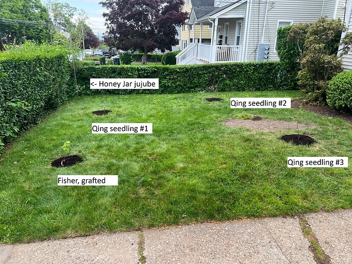 Chestnut_w_planted_05-30-2025