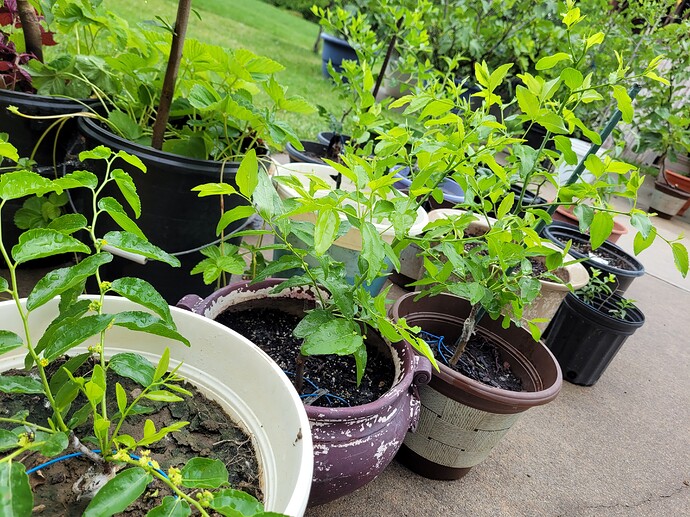 16568597981921984227981922484425