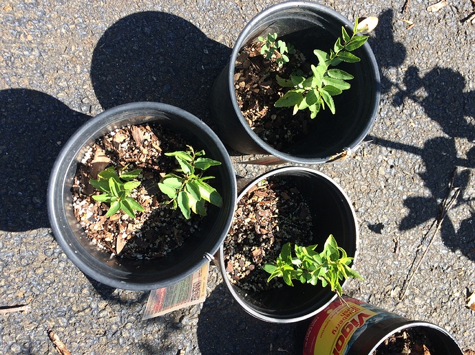 New_jujube_seedlings_07-12-2018