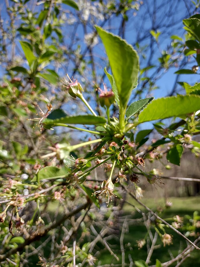 IMG_20240413_164920195_HDR