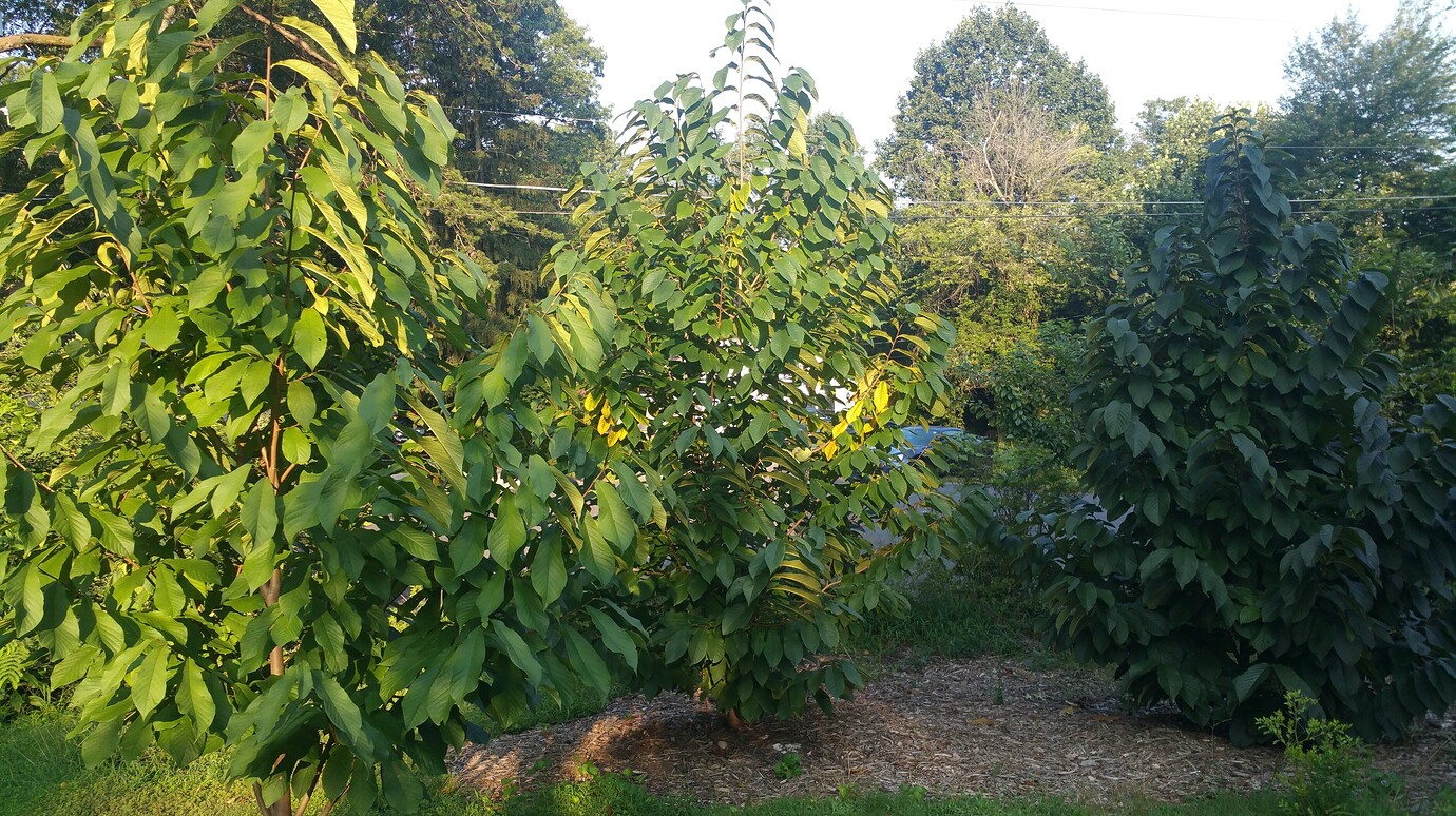 Susquehanna Paw Paw ripening Pictures! Growing Fruit
