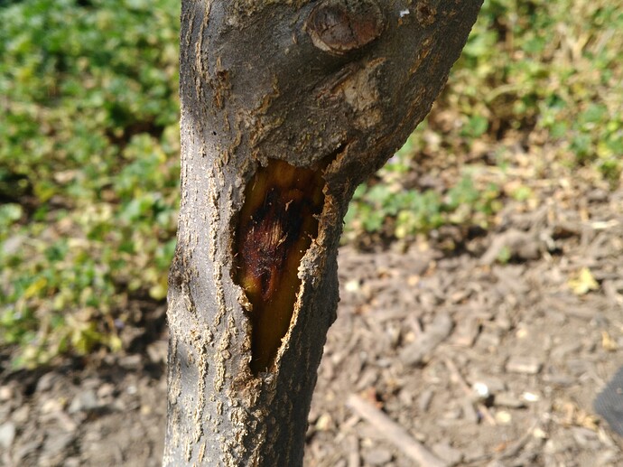 Pomegranate Question General Fruit Growing Growing Fruit