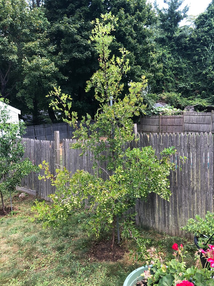 Chico_tree_r_08-25-2022