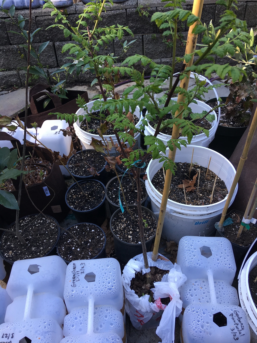 Sechuan pepper pollination General Gardening Growing Fruit