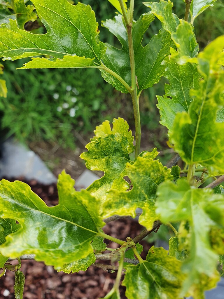 Mulberry leaf disease? Chlorosis? General Fruit Growing Growing Fruit
