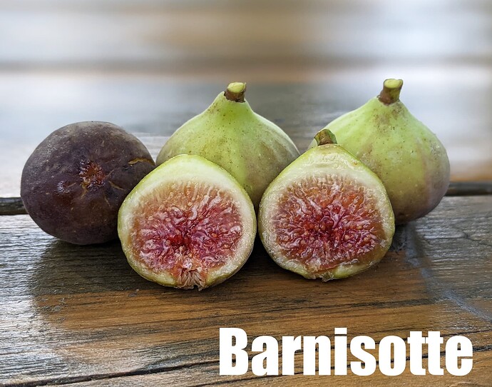 Barnisotte_2024
