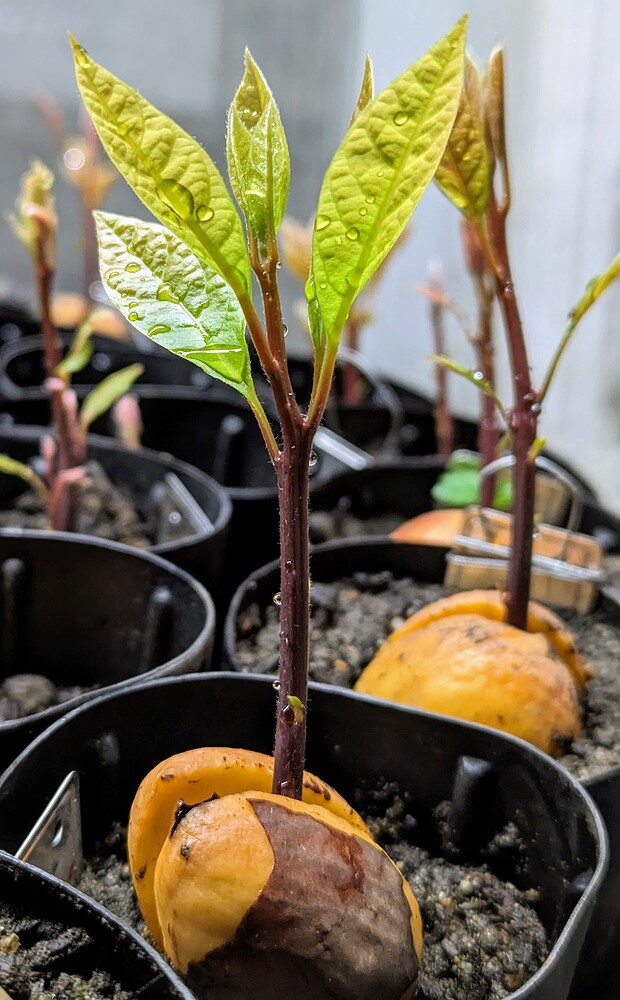 PXL_20240318_053831014