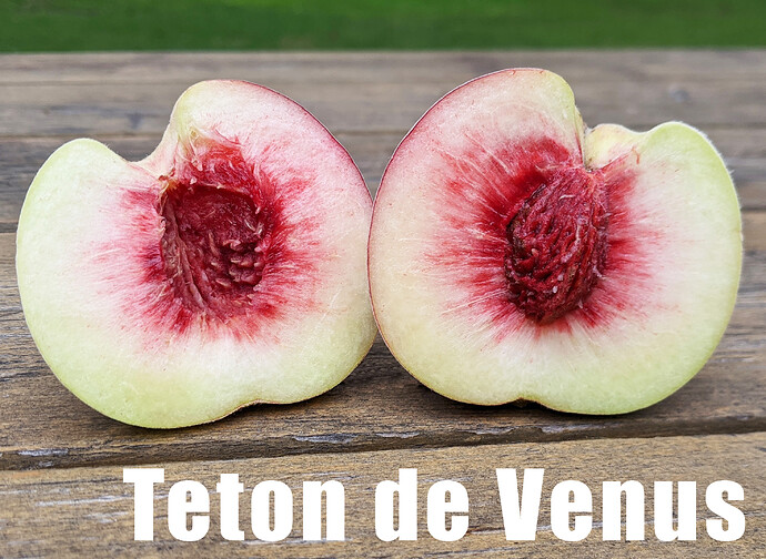 Teton de Venus2