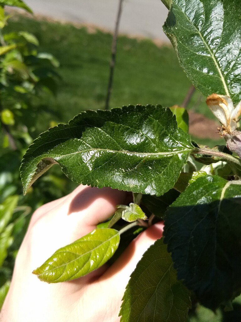 Thrips Damage? - General Fruit Growing - Growing Fruit