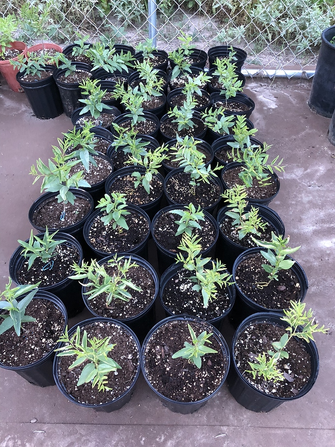 A972C892-FC1D-43C0-A0B7-C88BCD99CBCB