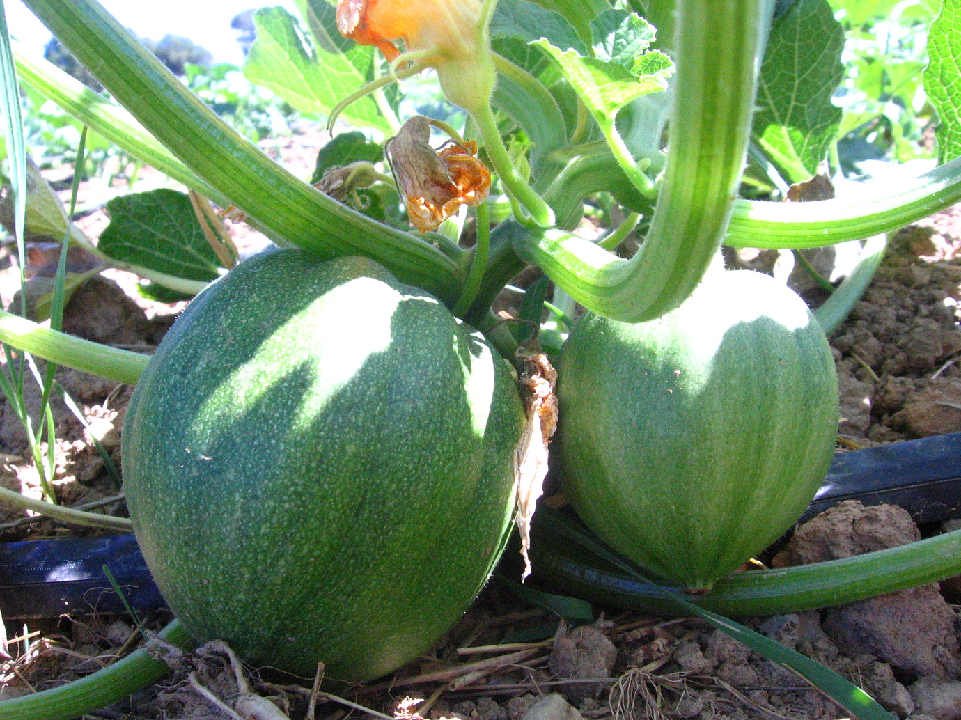 When to harvest Delicata squash? General Gardening Growing Fruit