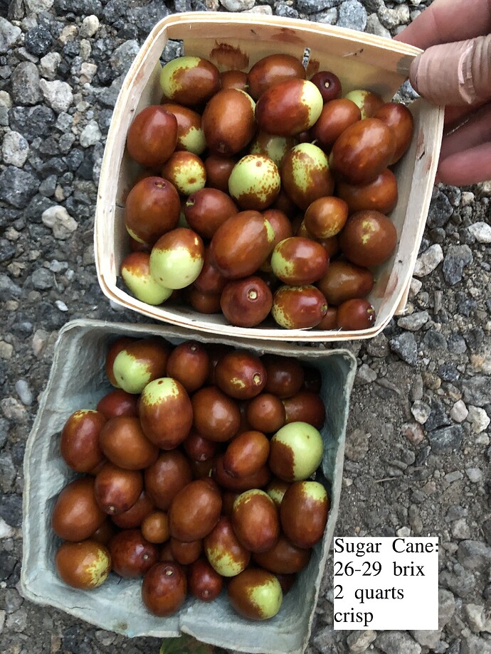 Sugar_Cane_box_10-24-2021