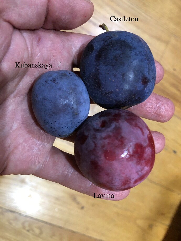 Plums_08-13-2021